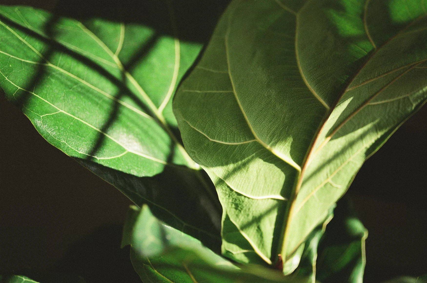 Fiddle Leaf Fig