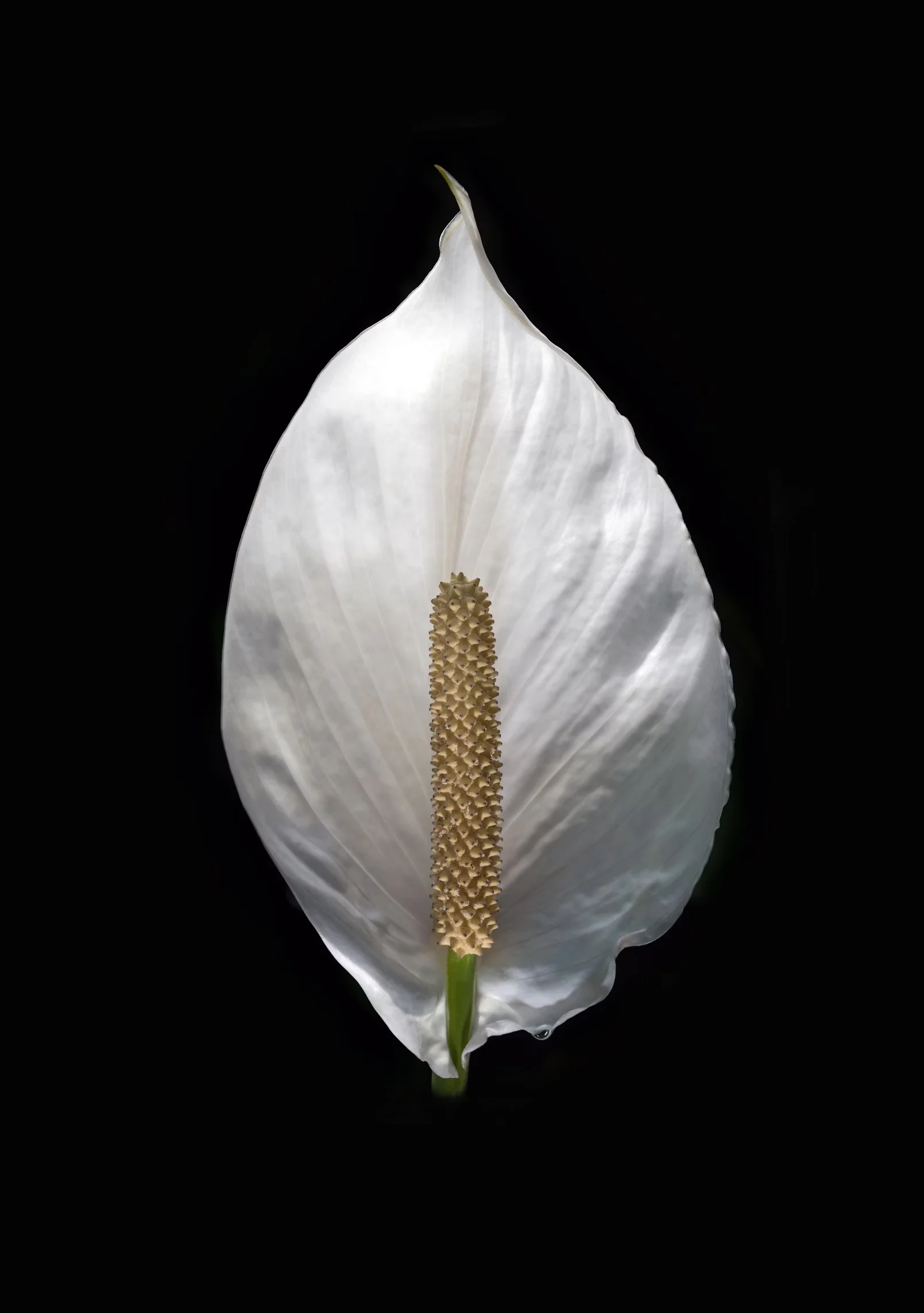 Peace Lily (Spathiphyllum)