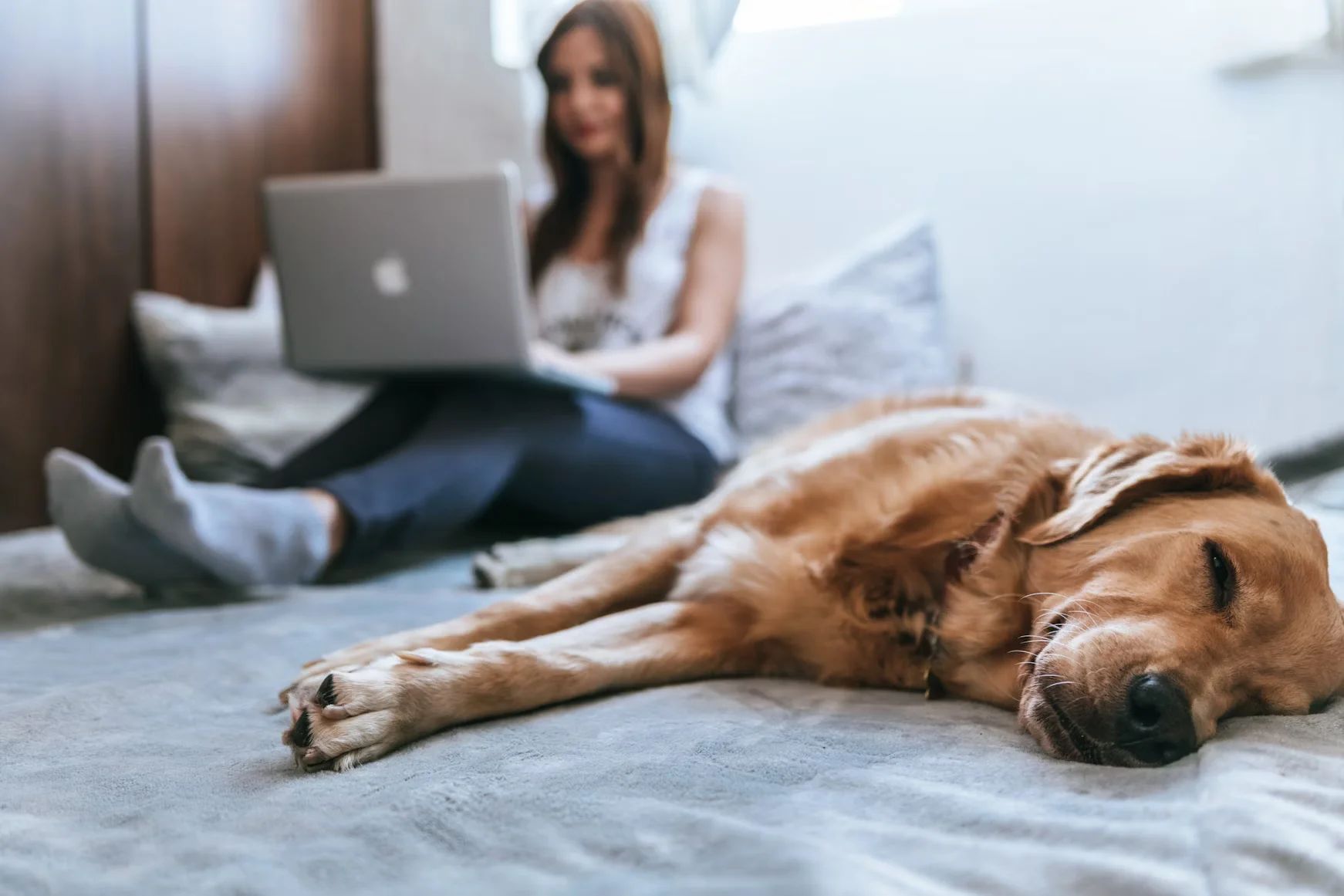 Pet Beds