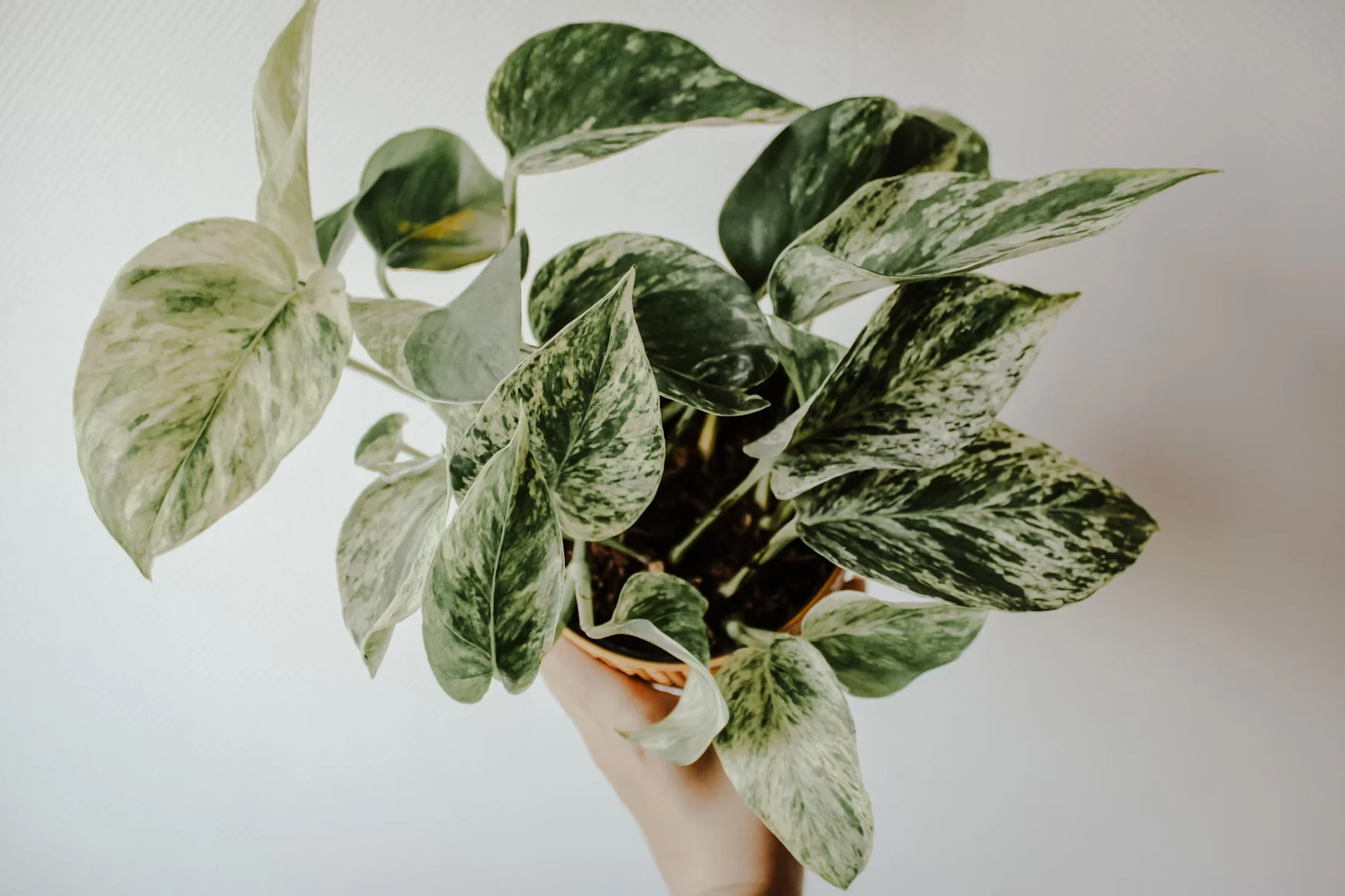 Pothos (Epipremnum aureum) 